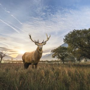 Peinture sur toile Cerf Sur Le Fond Du Paysage – Image 1