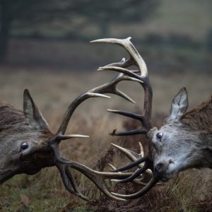 Peinture sur toile Cerf De Combat – Image 1