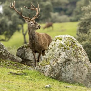 Peinture sur toile Un Cerf Parmi Les Rochers – Image 1