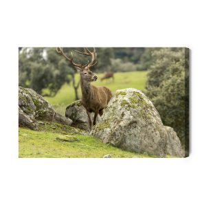 Peinture sur toile Un Cerf Parmi Les Rochers – Image 2