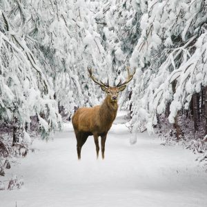 Peinture sur toile Cerf Dans La Forêt D'hiver – Image 1