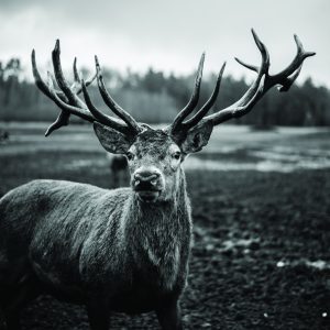 Peinture sur toile Cerf Noir Et Blanc – Image 1