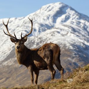 Peinture sur toile Un Cerf Avec Un Sommet De Montagne En Arrière-Plan - Retiré De La Vente – Image 1