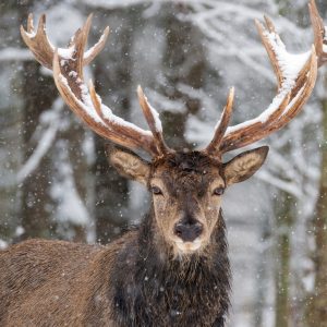 Peinture sur toile Cerf Dans La Forêt D'hiver – Image 1