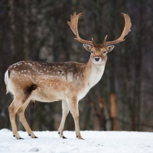 Peinture sur toile Cerf Sur Fond D'arbres – Image 1