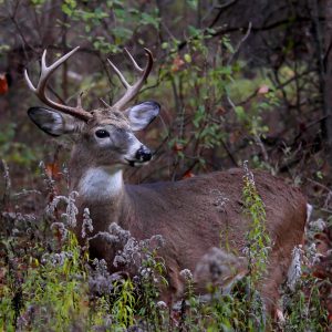 Peinture sur toile Un Cerf Parmi La Végétation Forestière – Image 1