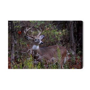 Peinture sur toile Un Cerf Parmi La Végétation Forestière – Image 2