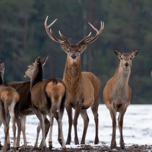 Peinture sur toile Un Cerf Et Une Biche – Image 1