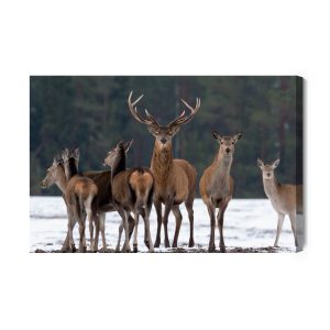 Peinture sur toile Un Cerf Et Une Biche – Image 2