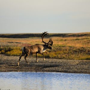 Peinture sur toile Un Cerf Au Dessus De L'eau – Image 1