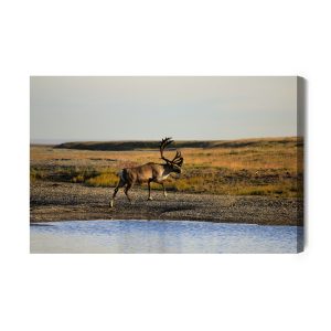 Peinture sur toile Un Cerf Au Dessus De L'eau – Image 2