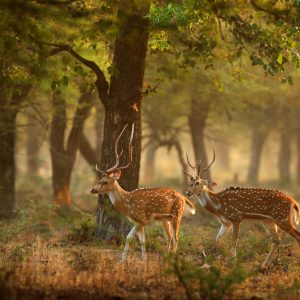 Peinture sur toile Jeune Cerf Tacheté – Image 1