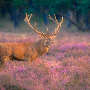 Peinture sur toile Un Cerf En Rut – Image 1