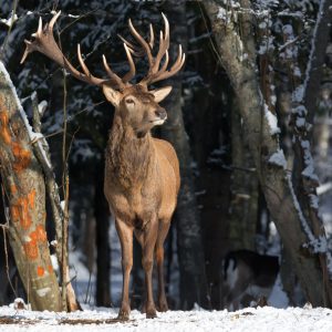 Peinture sur toile Un Cerf Parmi Les Arbres – Image 1