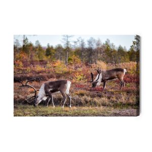 Peinture sur toile Cerf De Sibérie – Image 2