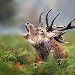Peinture sur toile Un Cerf Rugissant – Image 1