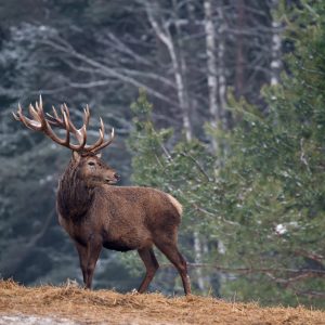 Peinture sur toile Un Cerf Majestueux Dans La Forêt – Image 1