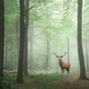 Peinture sur toile Cerf Dans La Forêt Brumeuse – Image 1