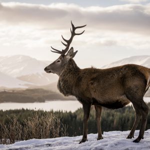 Peinture sur toile Un Cerf Dans Le Contexte D'un Paysage D'hiver – Image 1