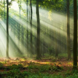 Peinture en plusieurs parties Paysage Forestier Le Matin – Image 1