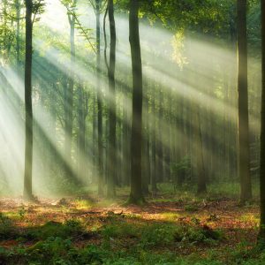 Peinture en plusieurs parties Paysage Forestier Le Matin – Image 1