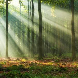 Peinture en plusieurs parties Paysage Forestier Le Matin – Image 1