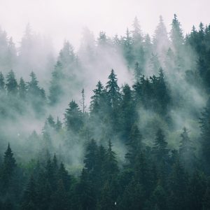 Peinture en plusieurs parties Brouillard Dans La Forêt Verte – Image 1