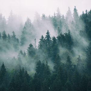 Peinture en plusieurs parties Brouillard Dans La Forêt Verte – Image 1