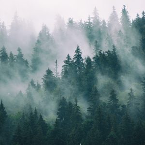 Peinture en plusieurs parties Brouillard Dans La Forêt Verte – Image 1