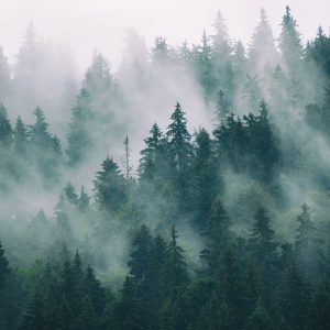 Peinture en plusieurs parties Brouillard Dans La Forêt Verte – Image 1