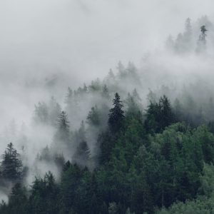 Peinture en plusieurs parties Forêt Brumeuse Verte – Image 1