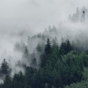 Peinture en plusieurs parties Forêt Brumeuse Verte – Image 1