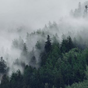 Peinture en plusieurs parties Forêt Brumeuse Verte – Image 1