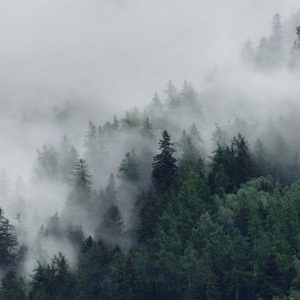 Peinture en plusieurs parties Forêt Brumeuse Verte – Image 1