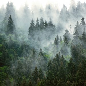 Peinture en plusieurs parties Forêt Verte Dans Le Brouillard – Image 1
