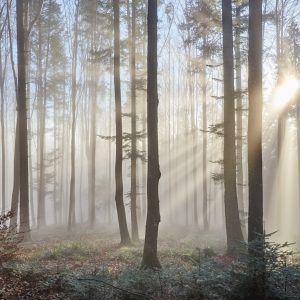 Peinture en plusieurs parties Lever Du Soleil Dans Les Bois – Image 1
