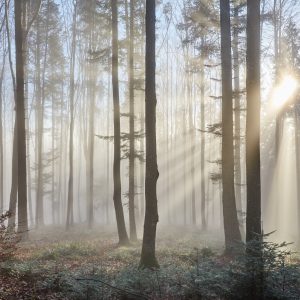 Peinture en plusieurs parties Lever Du Soleil Dans Les Bois – Image 1