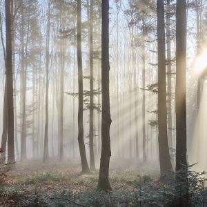 Peinture en plusieurs parties Lever Du Soleil Dans Les Bois – Image 1