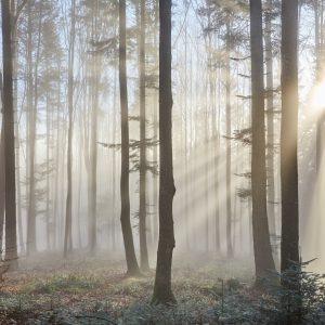 Peinture en plusieurs parties Lever Du Soleil Dans Les Bois – Image 1
