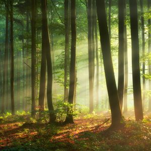 Peinture en plusieurs parties Les Rayons Du Soleil Dans La Forêt – Image 1