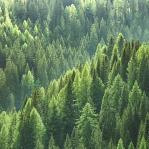 Peinture en plusieurs parties Le Vert De La Forêt – Image 1