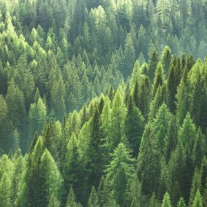 Peinture en plusieurs parties Le Vert De La Forêt – Image 1
