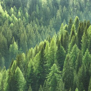 Peinture en plusieurs parties Le Vert De La Forêt – Image 1