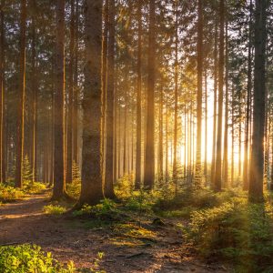Peinture en plusieurs parties Coucher De Soleil Dans La Forêt – Image 1