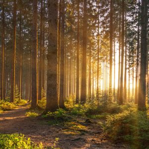 Peinture en plusieurs parties Coucher De Soleil Dans La Forêt – Image 1