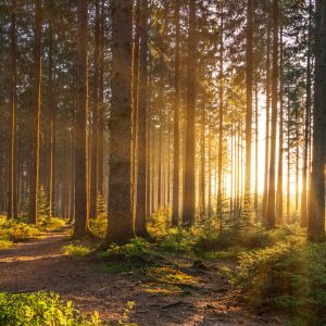 Peinture en plusieurs parties Coucher De Soleil Dans La Forêt – Image 1