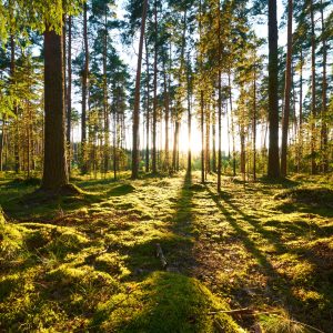Peinture en plusieurs parties Paysage Forestier Avec Coucher De Soleil – Image 1