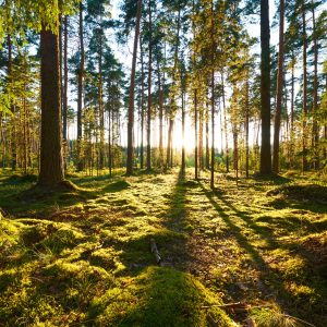 Peinture en plusieurs parties Paysage Forestier Avec Coucher De Soleil – Image 1