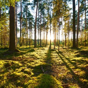 Peinture en plusieurs parties Paysage Forestier Avec Coucher De Soleil – Image 1