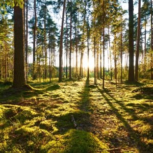 Peinture en plusieurs parties Paysage Forestier Avec Coucher De Soleil – Image 1